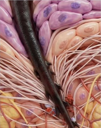Frame from The mechanics of a bee sting