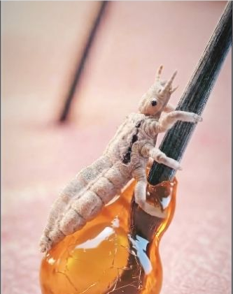 Frame from Head lice, up close
