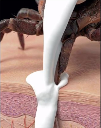 Frame from Inside a tick bite